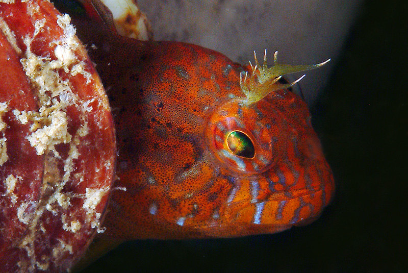 Parablennius zvonimiri (dettaglio tentacoli intermedi)